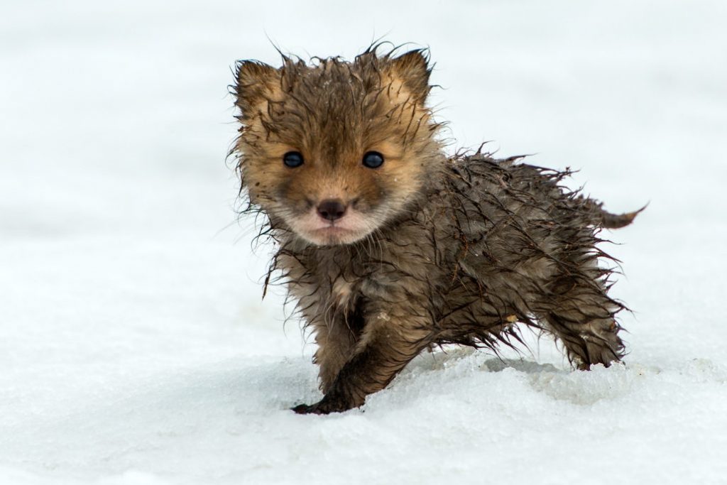 Mining engineer from Magadan takes cute photos of foxes, hares and bears - Animals, Milota, , The photo, Mining Engineer, Longpost