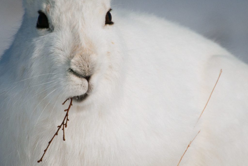 Mining engineer from Magadan takes cute photos of foxes, hares and bears - Animals, Milota, , The photo, Mining Engineer, Longpost