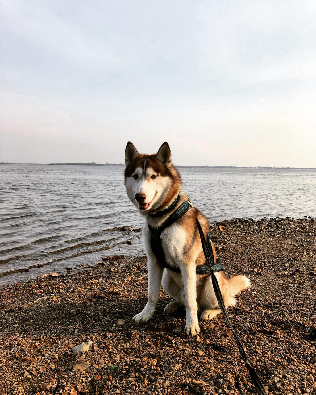 Husky owners are flayers and bastards. But it is not exactly. - My, Longpost, Dogs and people, Siberian Husky