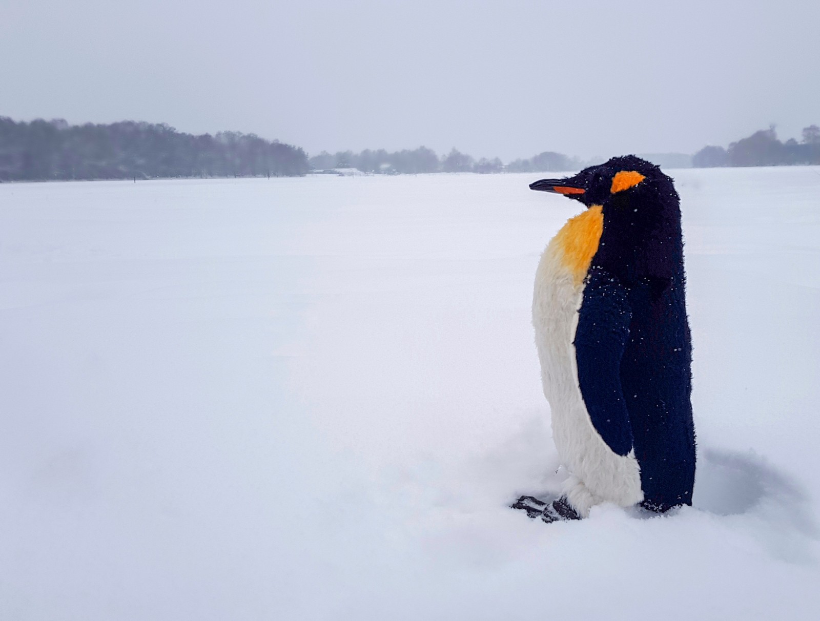 Penguin - My, Penguins, Author's toy, Handmade, Longpost, Needlework without process, Toys, wildlife