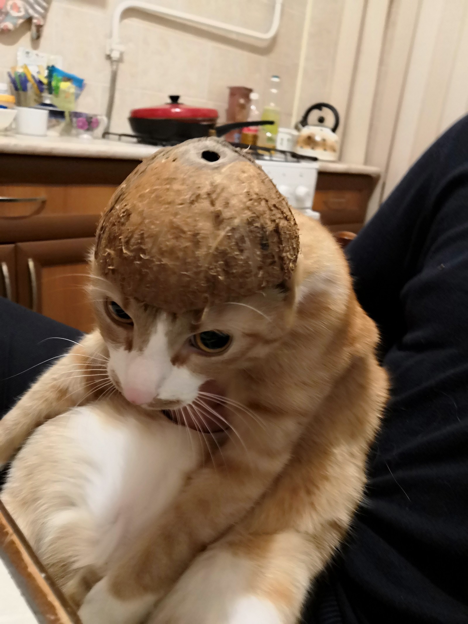 Coconut UFO - My, cat, Animals, Humor, Longpost