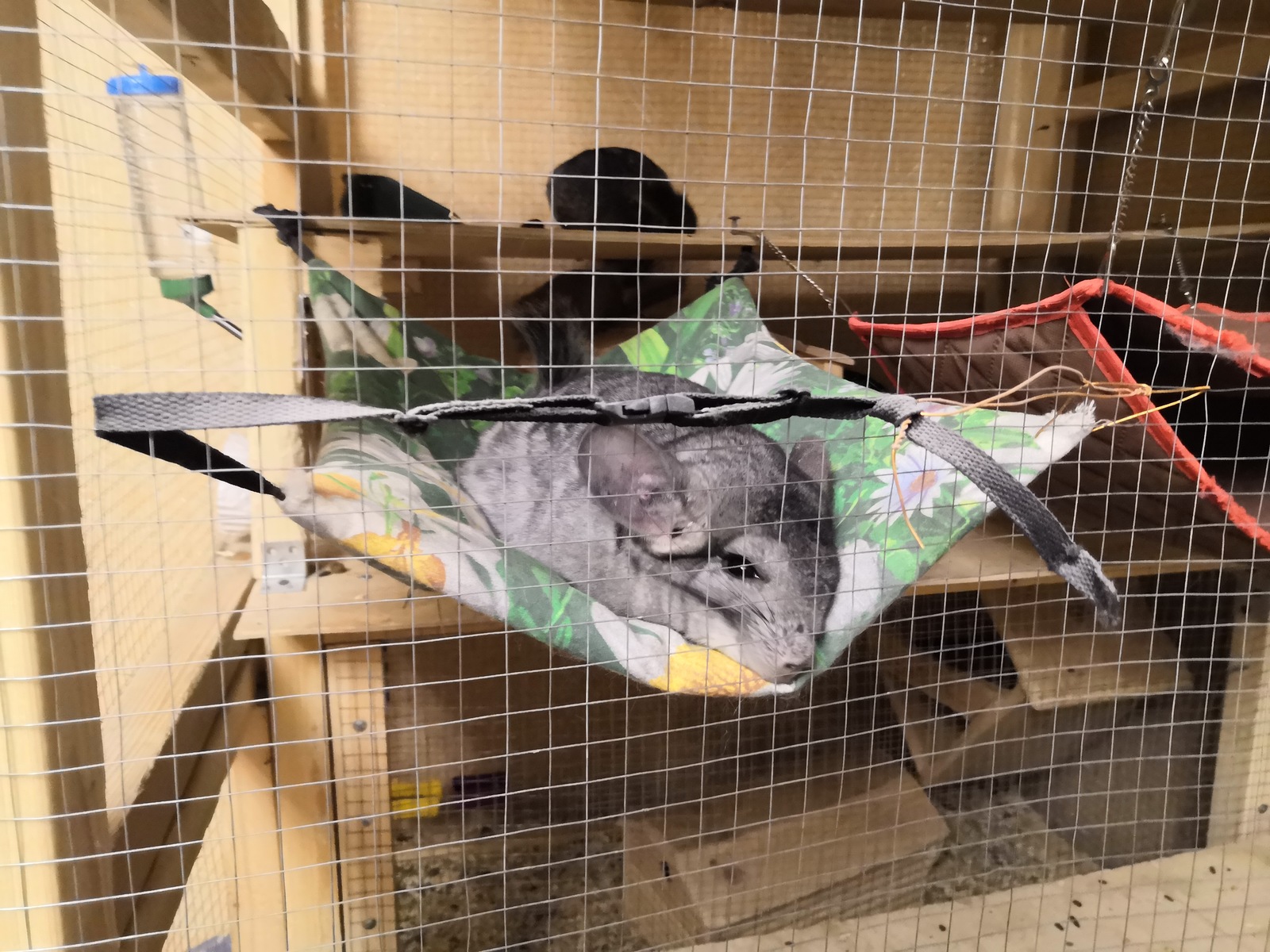 Walking chinchillas - My, Chinchilla, , Milota, Pets, Pet, Longpost