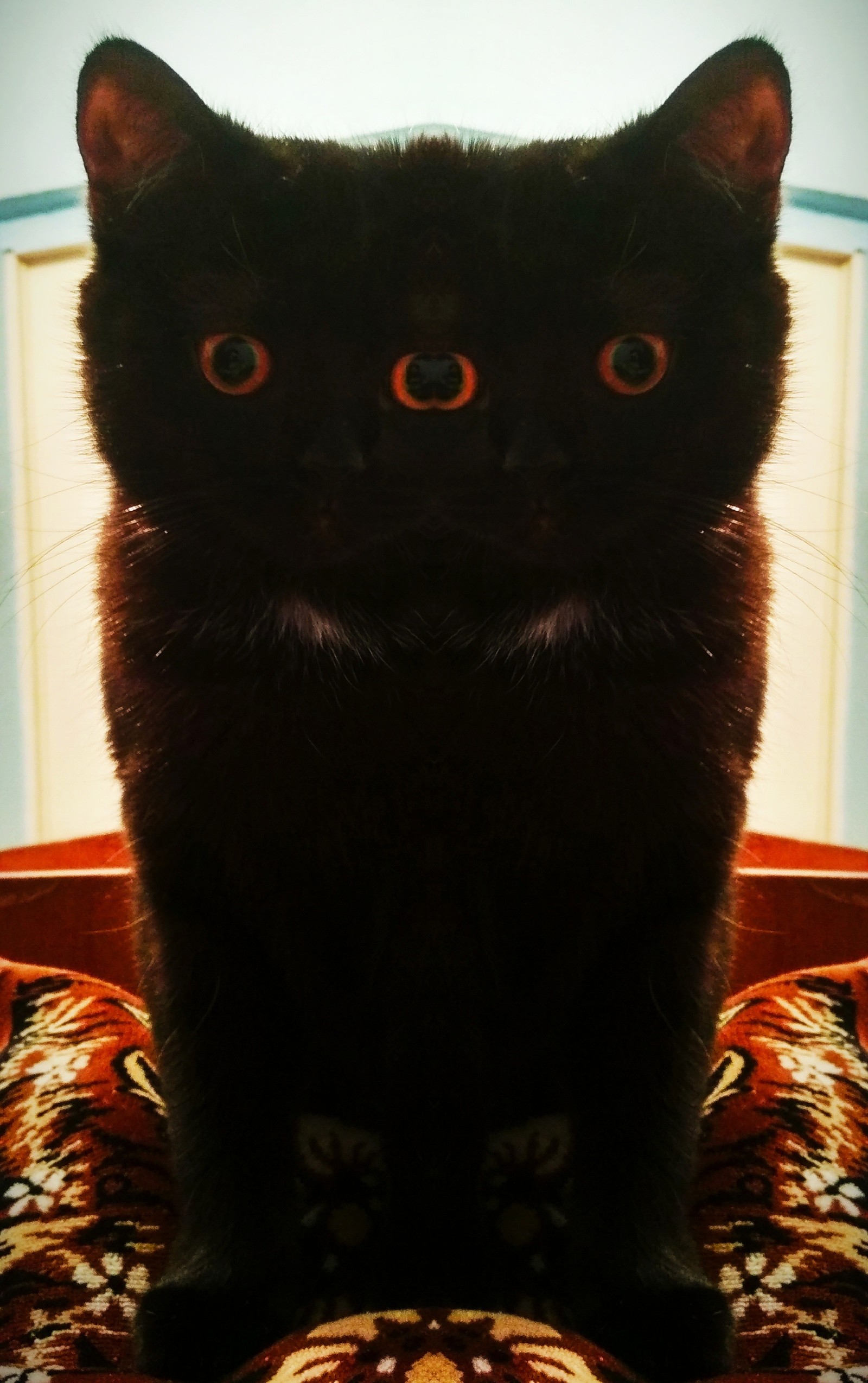 Hypnocot - My, cat, The photo, Hypnotoad