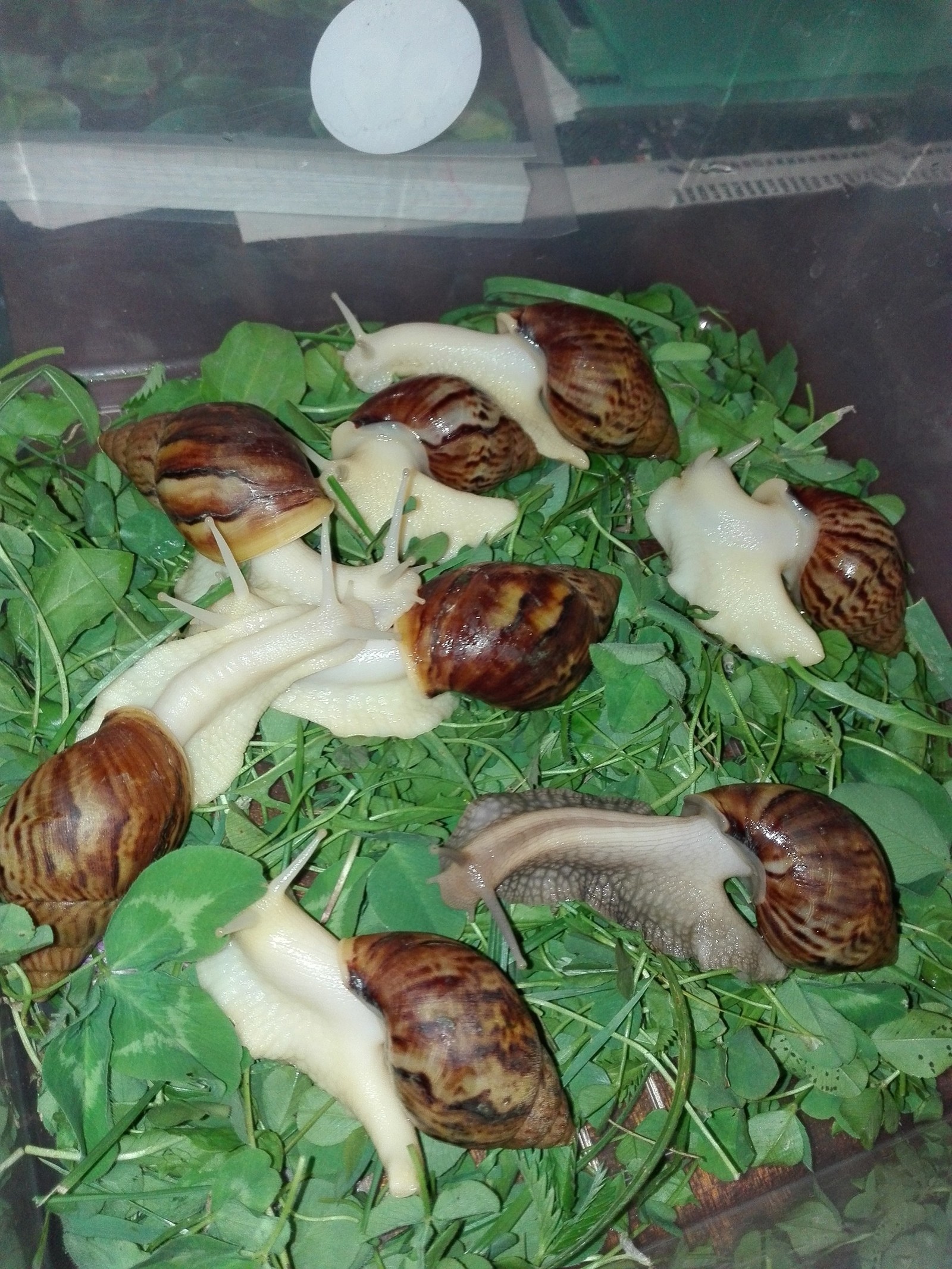 How domestic snails grow. - My, Snail, The photo, Longpost, Achatina