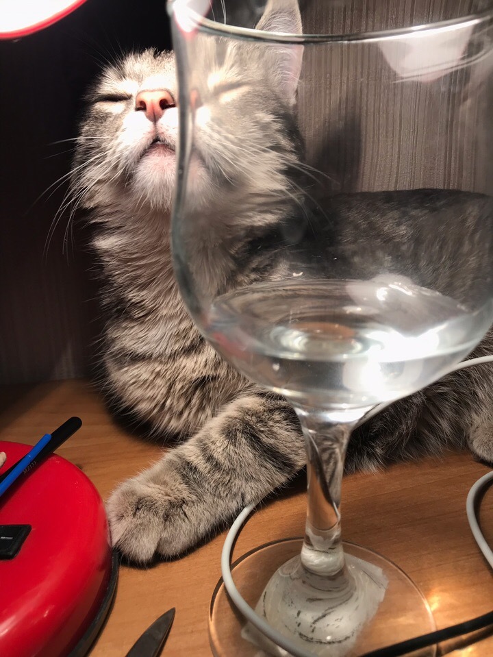 Pour red into the glass) - My, cat, Heat, Cosiness