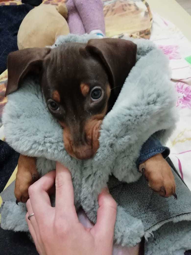 Kus - Dachshund, Dog, Kus, Fur coat