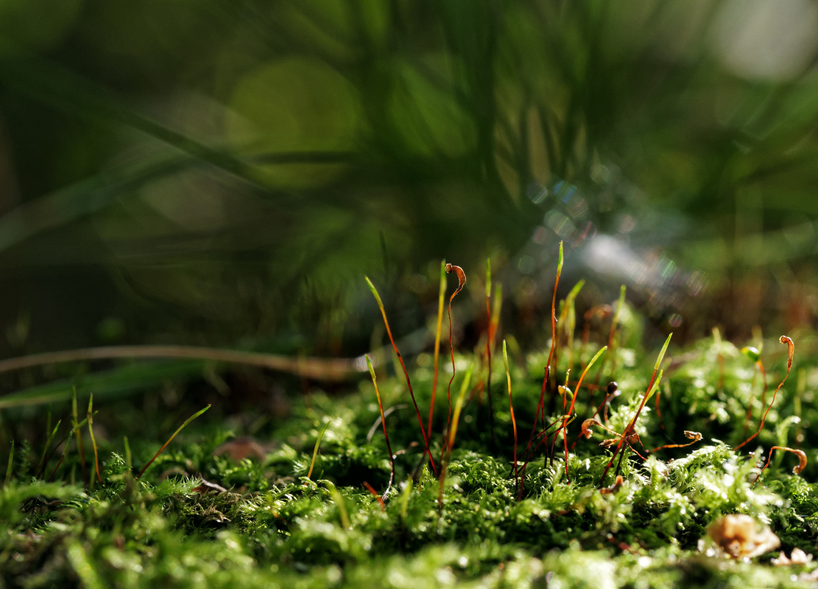 Moss - My, The photo, Macro, Moss, Forest, Nature, Stump, Longpost, Macro photography