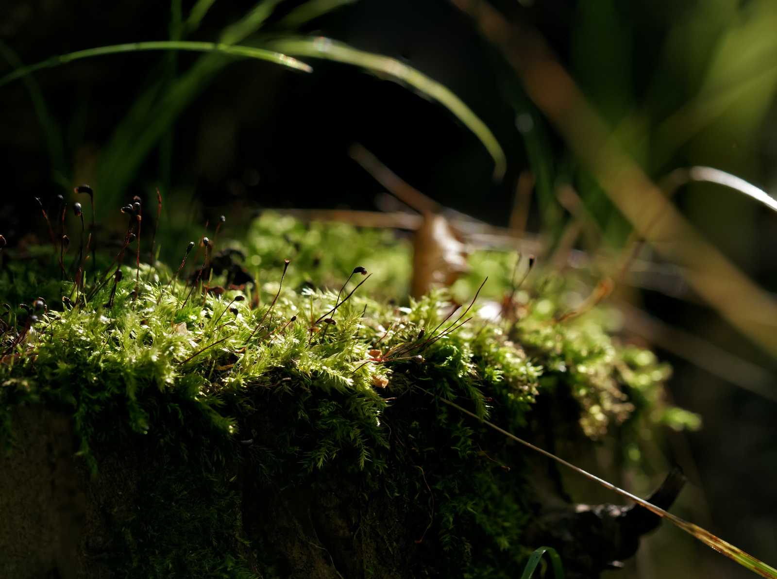 Moss - My, The photo, Macro, Moss, Forest, Nature, Stump, Longpost, Macro photography