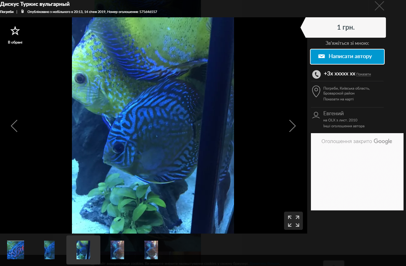 Дискус Туркис вульгарный - Аукцион, Объявление, Длиннопост, Рыба