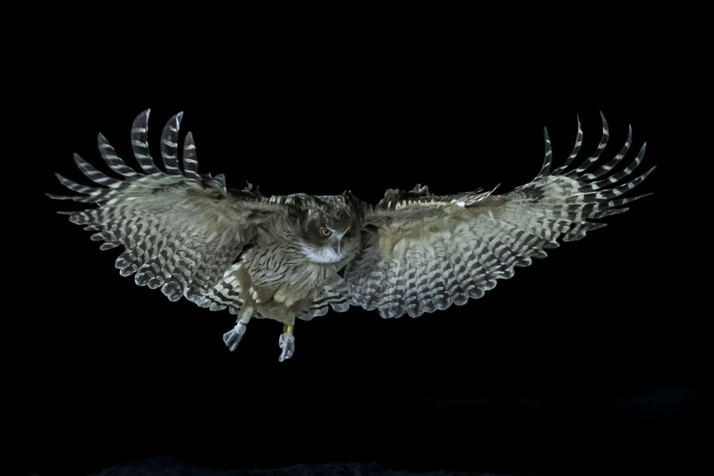 night owl - Owl, Wings, Fish owl