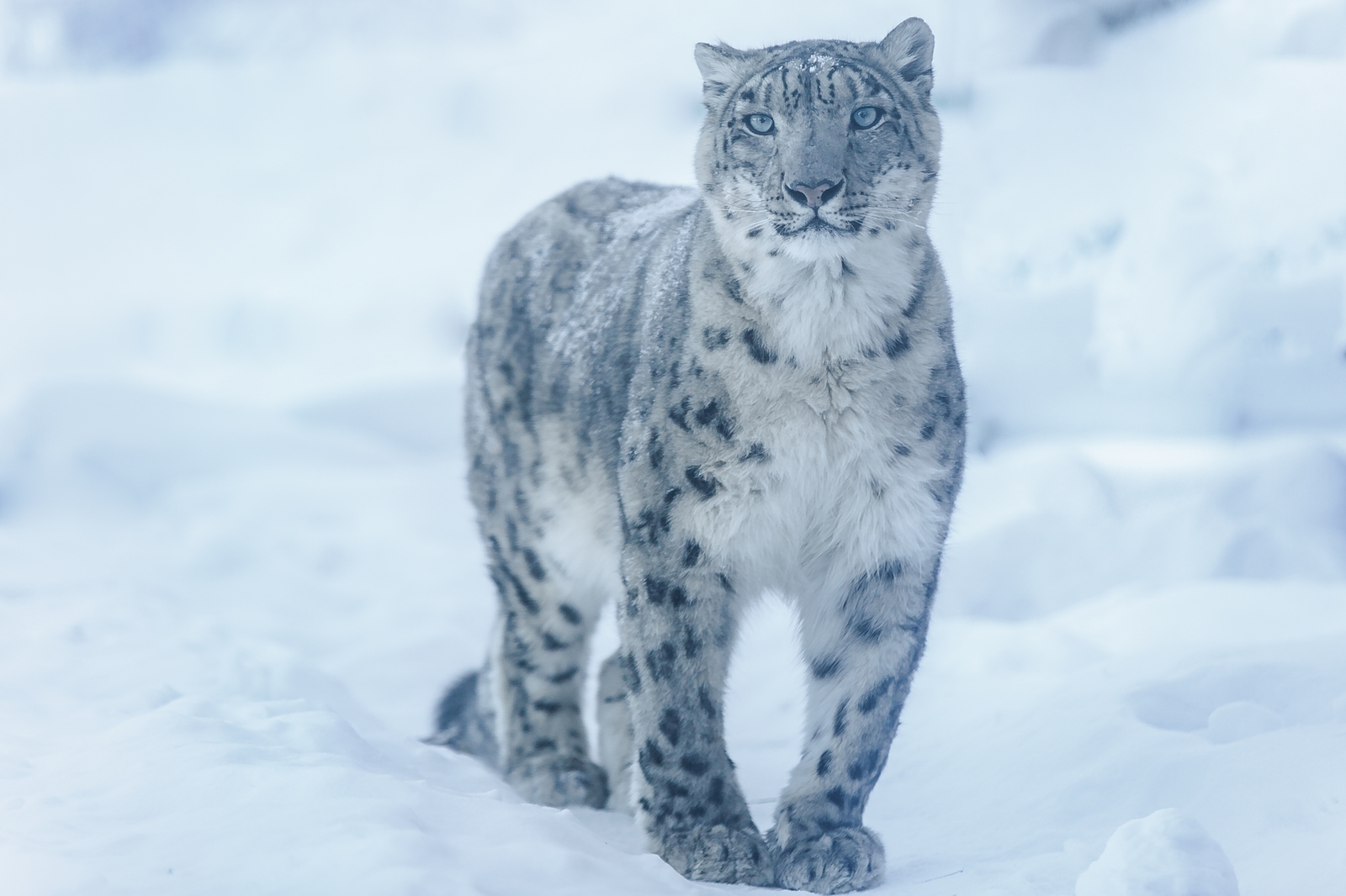 Немного клёвых кошаков - Животные, Фотография, Длиннопост, Алексей Осокин, Семейство кошачьих, Снежный барс, Каракал, Калимантанская кошка, Кошка Темминка, , Барханный кот, Манул, Андская кошка, Сервал, Дымчатый леопард, Китайская кошка, Камышовый кот, Лесной кот, Рысь, Онцилла, Оцелот, Кошка-Рыболов