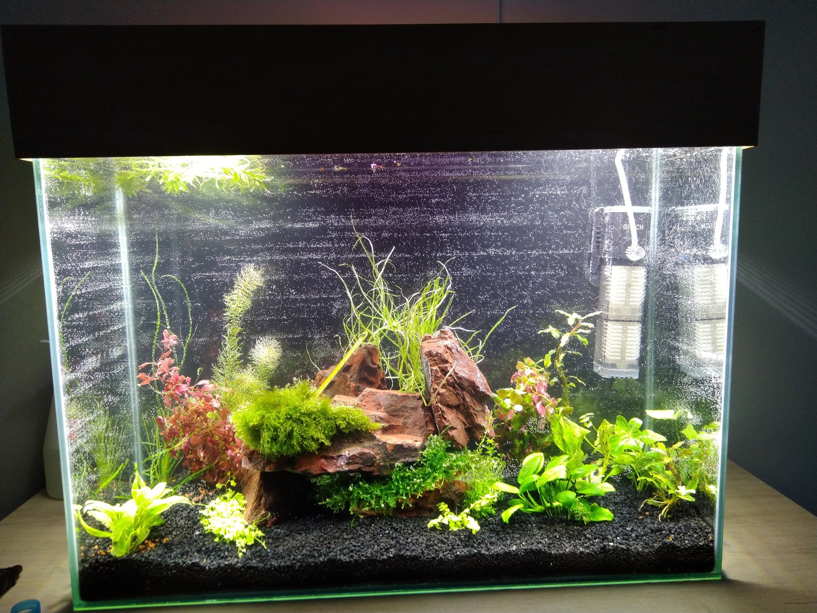 100 liters - My, Aquarium, Aquarium, Aquarium plants, Longpost