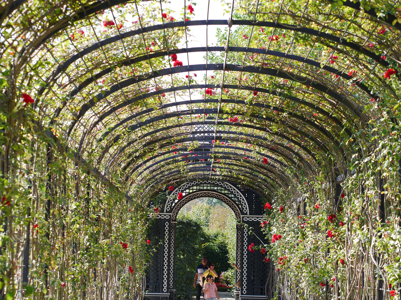 Schonbrunn-dacha of emperors. - My, Vein, SchГ¶nbrunn, Longpost