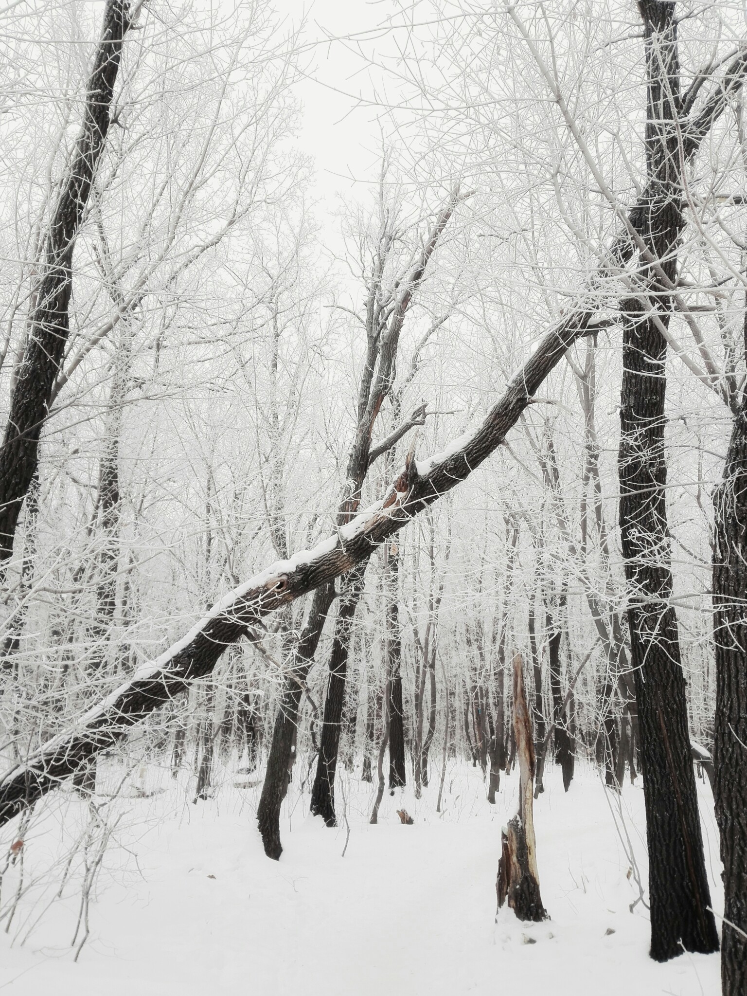 Winter - My, Forest, Snow, Mobile photography, Bravery and stupidity, Longpost