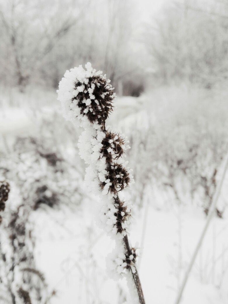 Winter - My, Forest, Snow, Mobile photography, Bravery and stupidity, Longpost