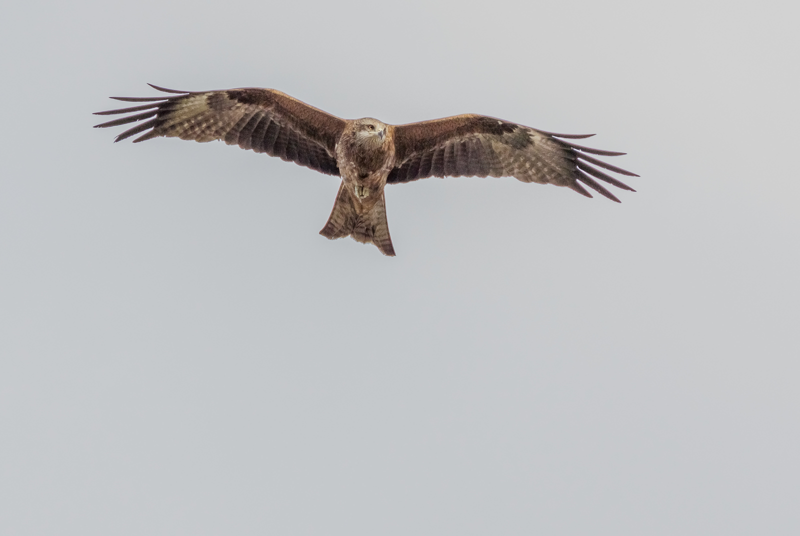 Bird!!! - My, Birds, Kite, Black Kite, Novosibirsk, , 