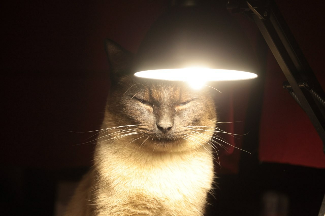 My cat lamp - My, cat, Catomafia, Pets