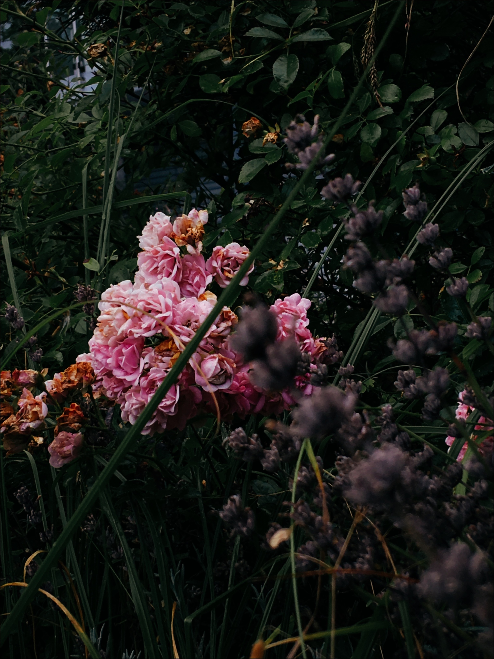 Rose garden in late summer - My, The photo, Flowers, Beginning photographer, Longpost, Summer