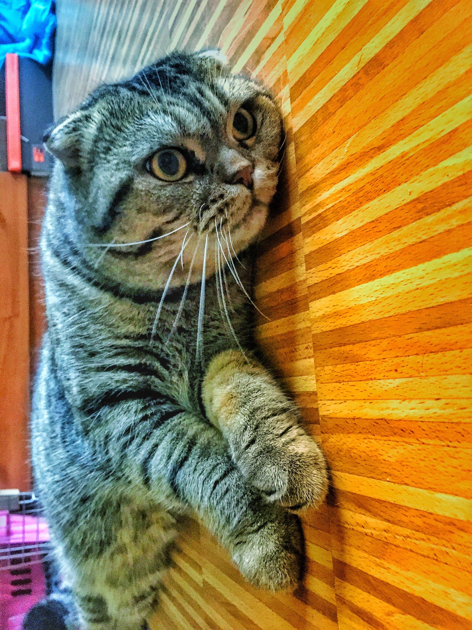 RolexXx is my Scottish fold. - My, Scottish lop-eared, , cat, Longpost