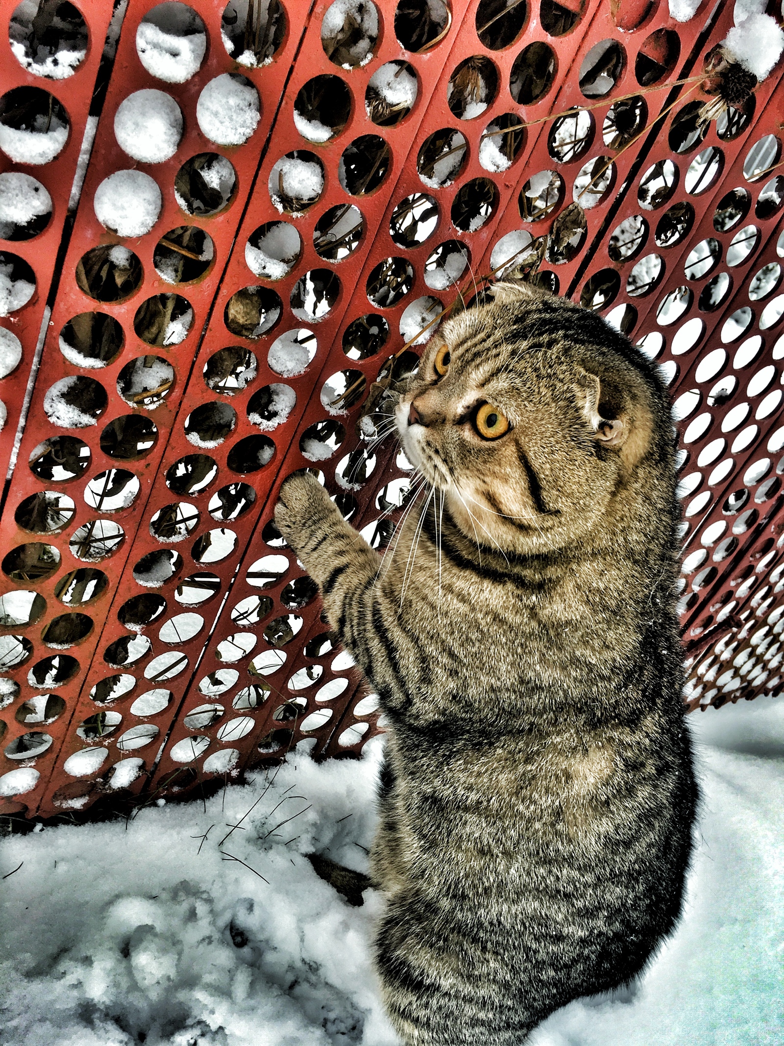 RolexXx is my Scottish fold. - My, Scottish lop-eared, , cat, Longpost