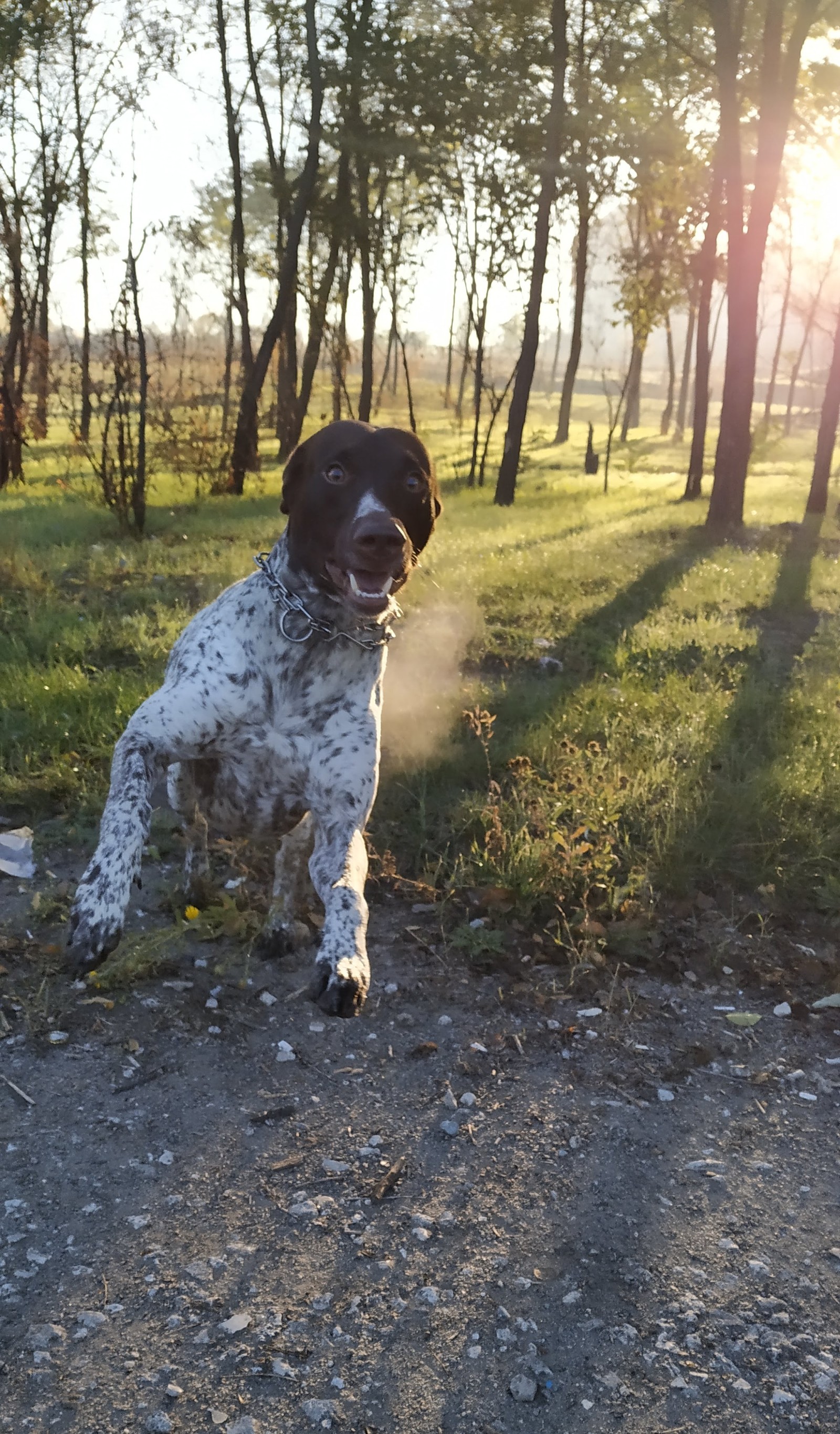 Walking the dog and xiaomi mi A2 - My, The photo, Short post, , Dog, Longpost