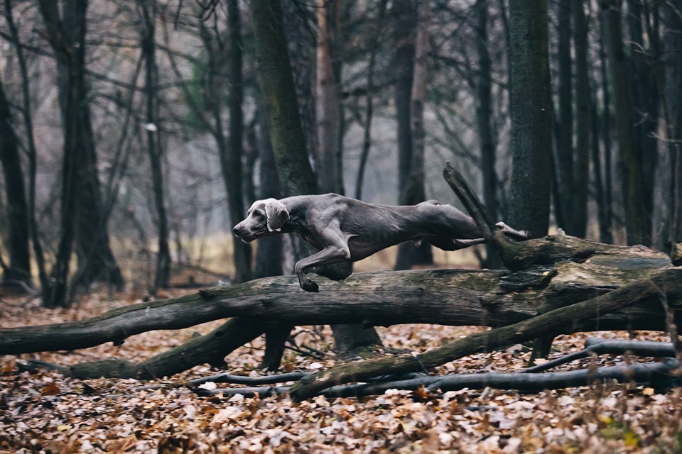 Weimaraner - My, Weimaraner, Dog, Legacy, , Canon, Longpost