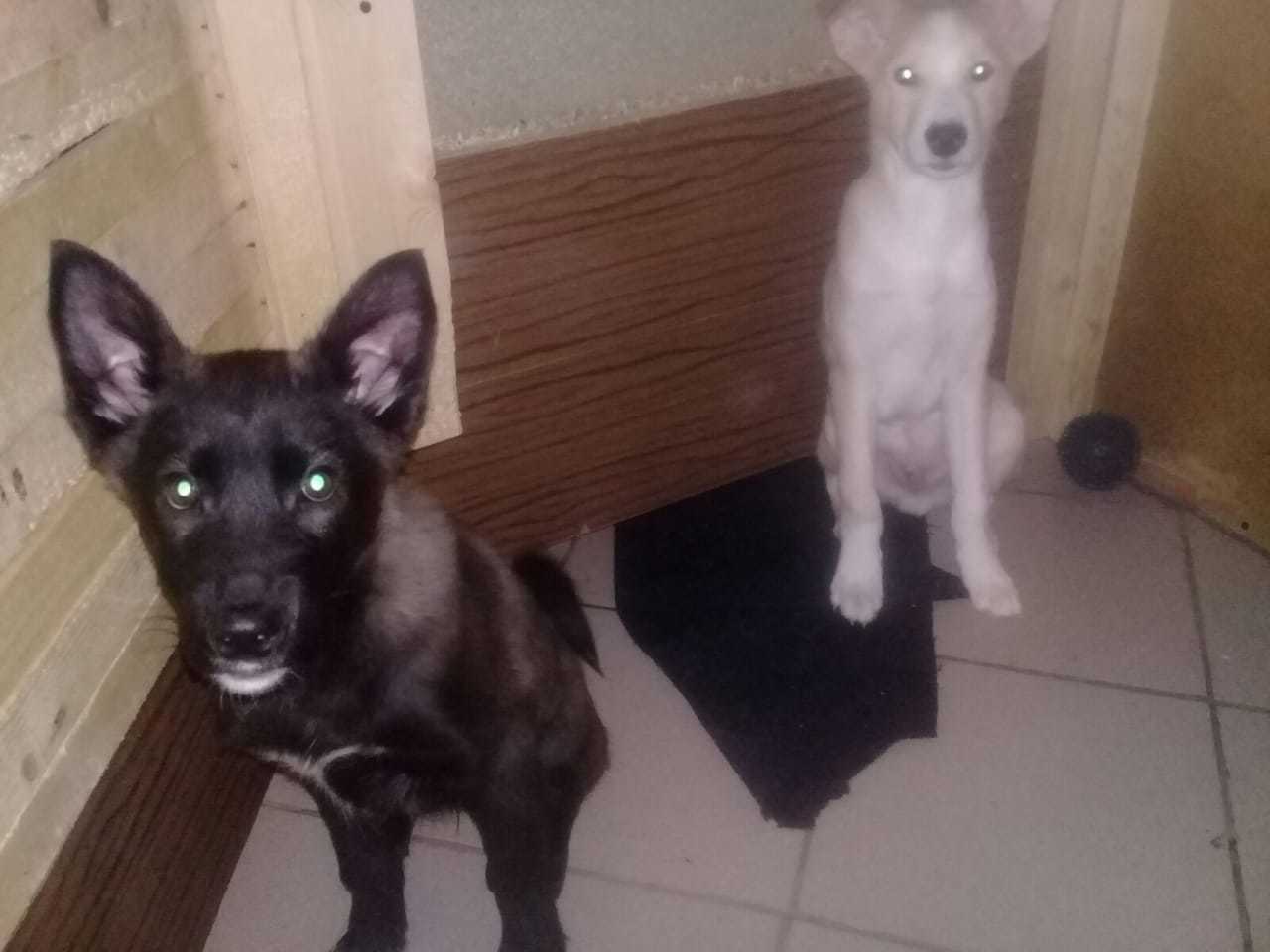 Two cute puppies are looking for a home - Longpost, Dog, Help, Saint Petersburg, No rating, My
