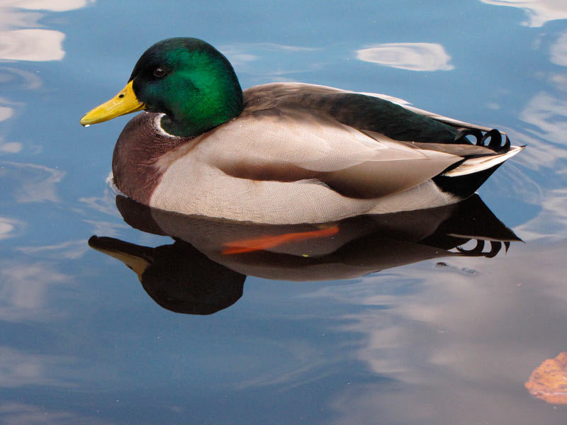 - Actually, this is just a duck just swimming ... The problems here are only with us. - Duck, Estonia, Problem, Family, Humor, Joke