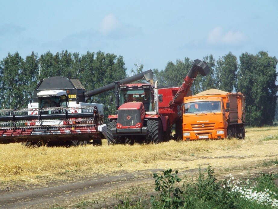 From germ to your table - My, Corn, Cleaning, Bread, Сельское хозяйство, , Longpost