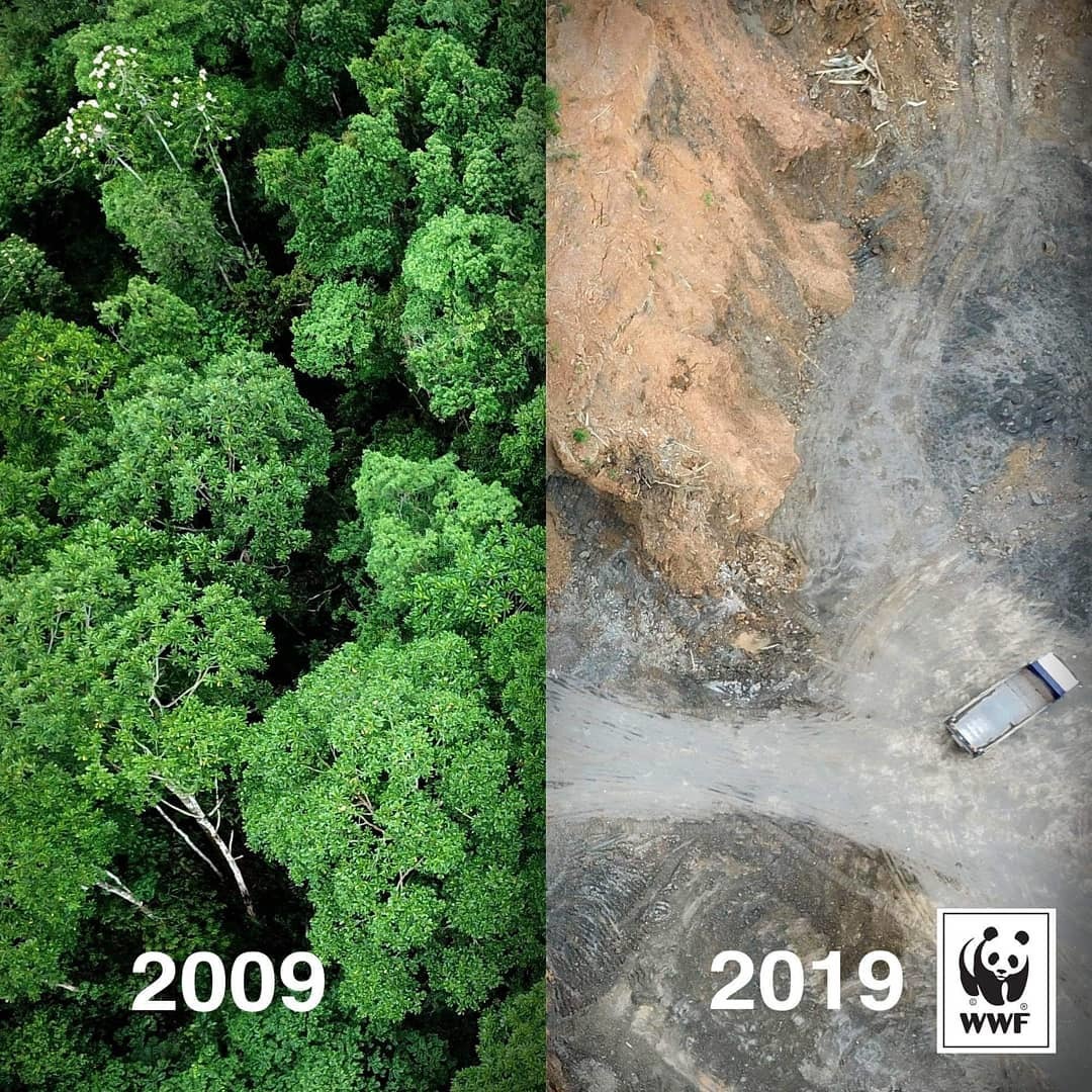 # 10YearChallenge - Forest, Felling, 10yearschallenge