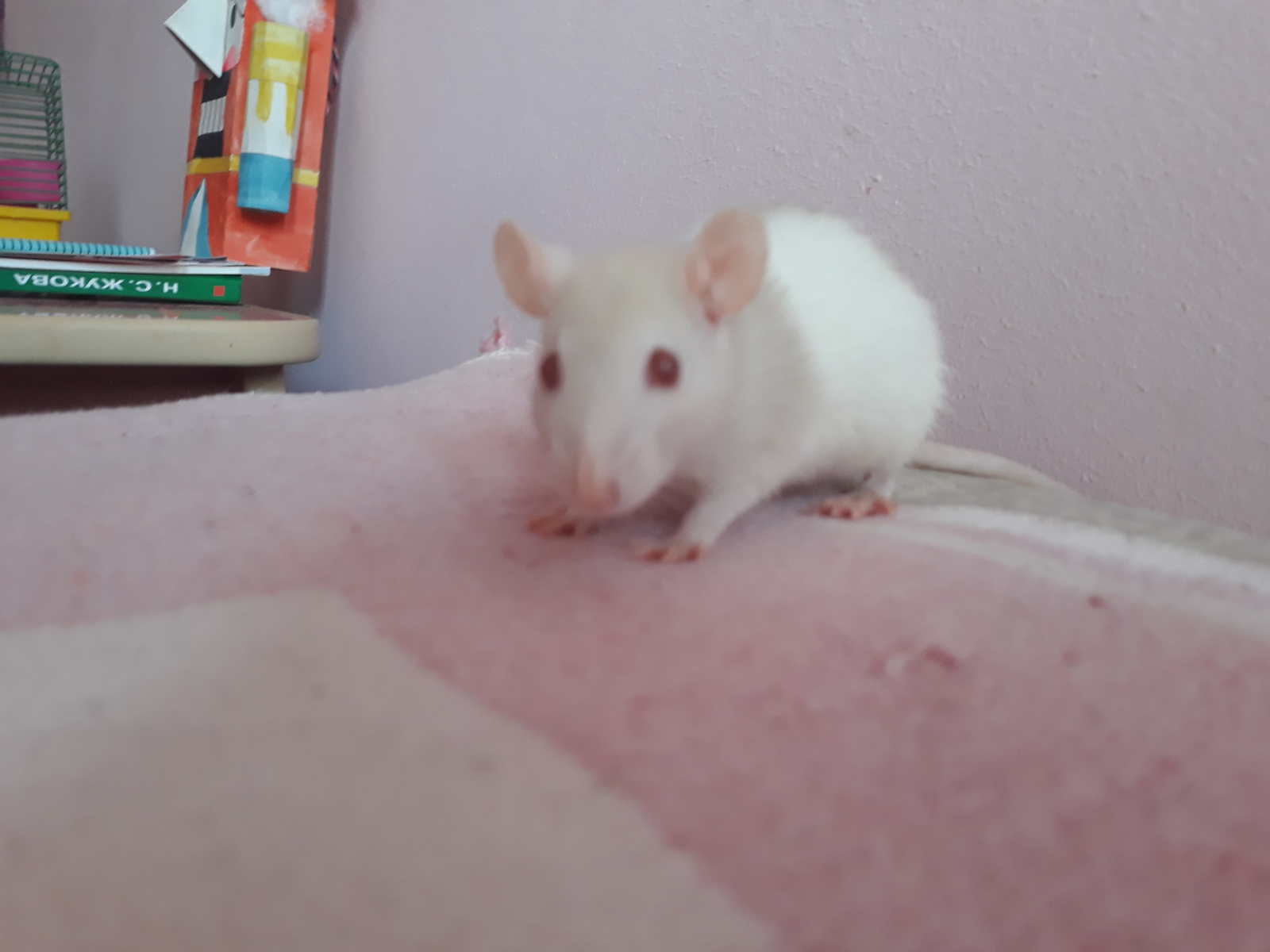 My tailed love - My, Rat, Decorative rats, Pet, Pets, Rodents, Longpost