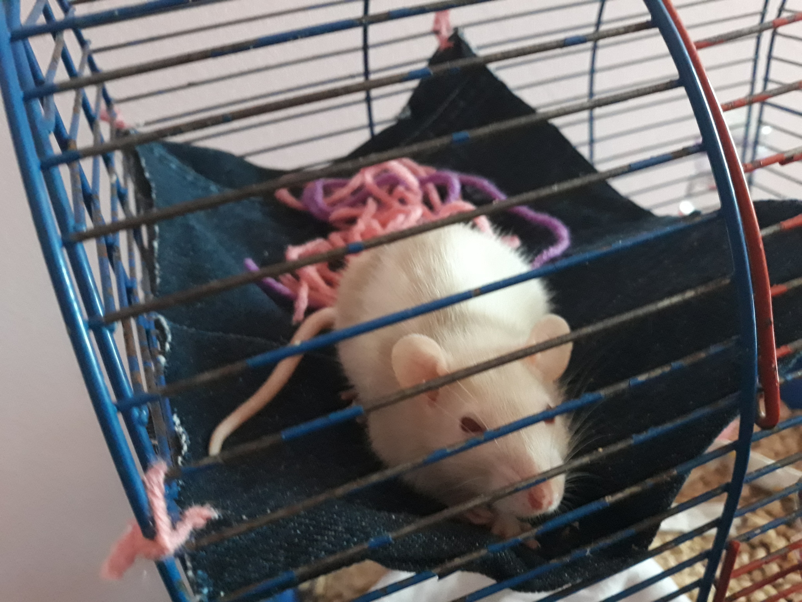 My tailed love - My, Rat, Decorative rats, Pet, Pets, Rodents, Longpost