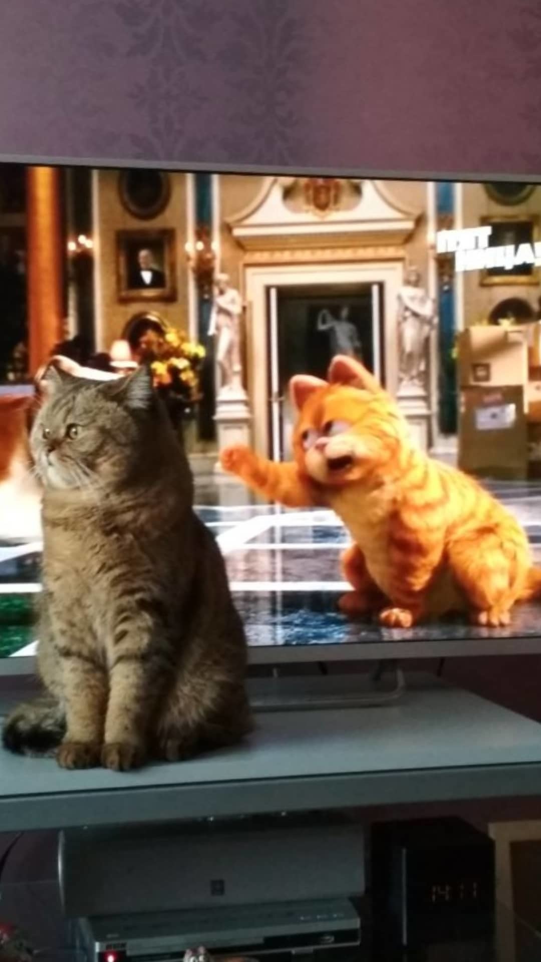 Brother I'm here!! Get me out! - My, Catomafia, Garfield, cat