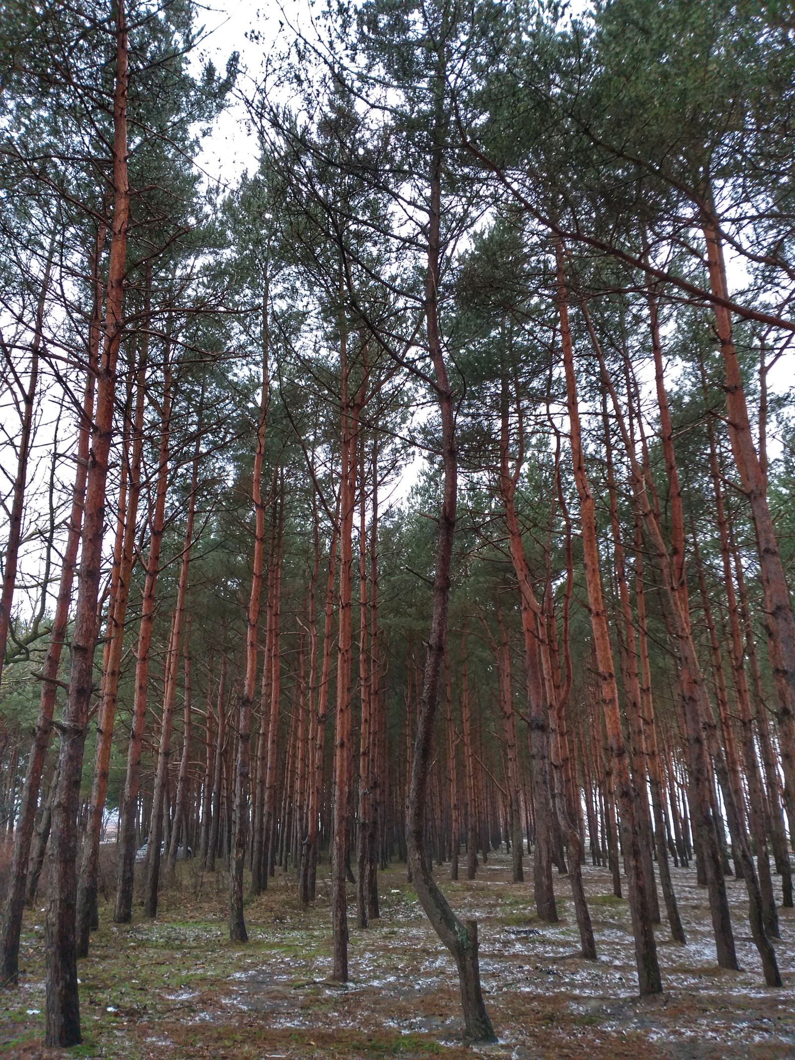 Winter Baltic - My, Sea, Pine, Baltic Sea, Kaliningrad region, Kaliningrad, The photo, Longpost