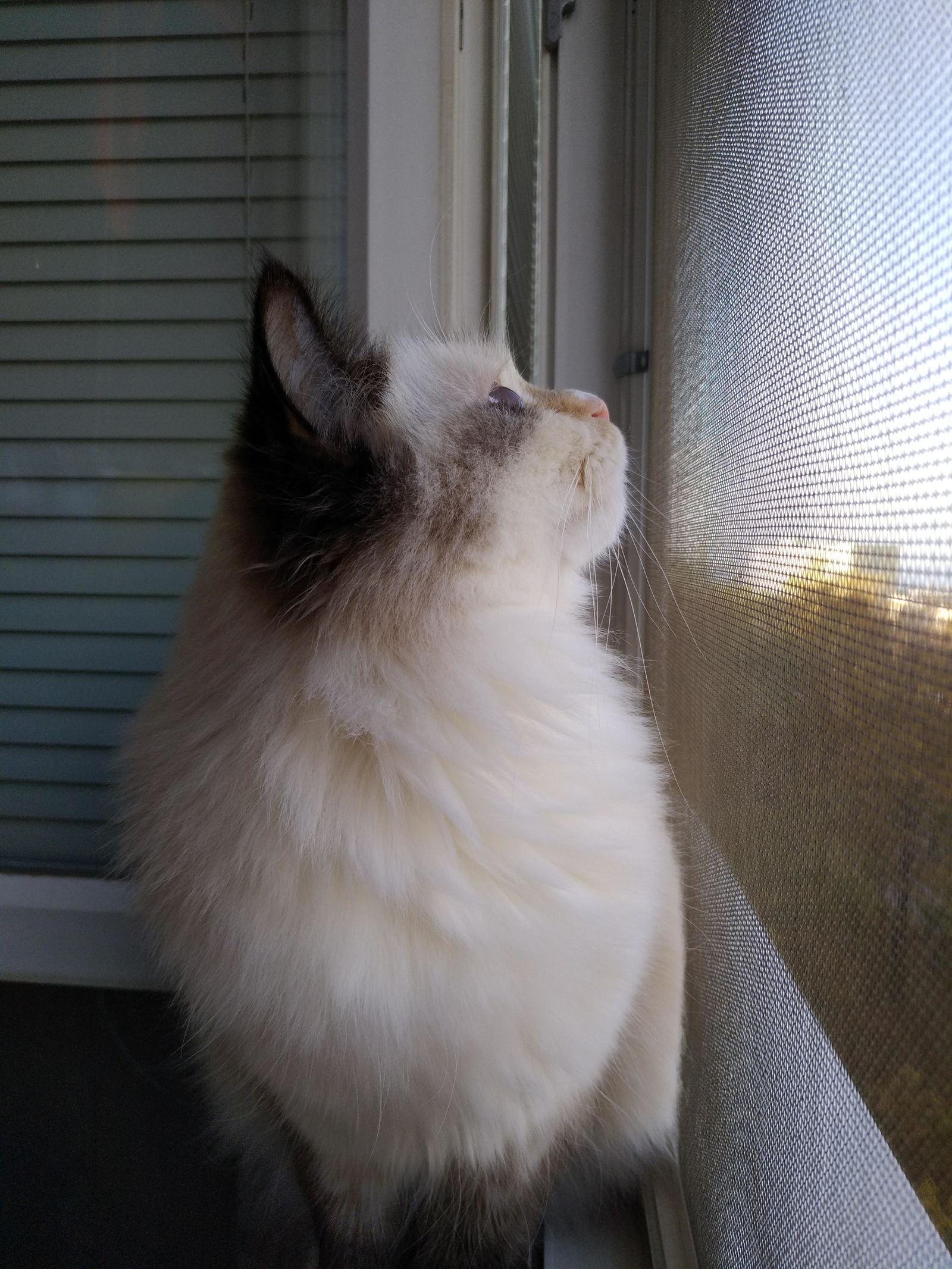 Lady Tehhi - My, Longpost, Catomafia, Cat with lamp, Fluffy, The bone is fluffy, cat