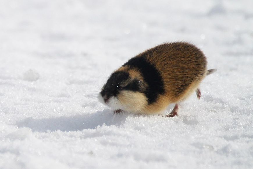 This is me going to work in the winter. - Lemmings, Winter, Snow, Cold, Animals