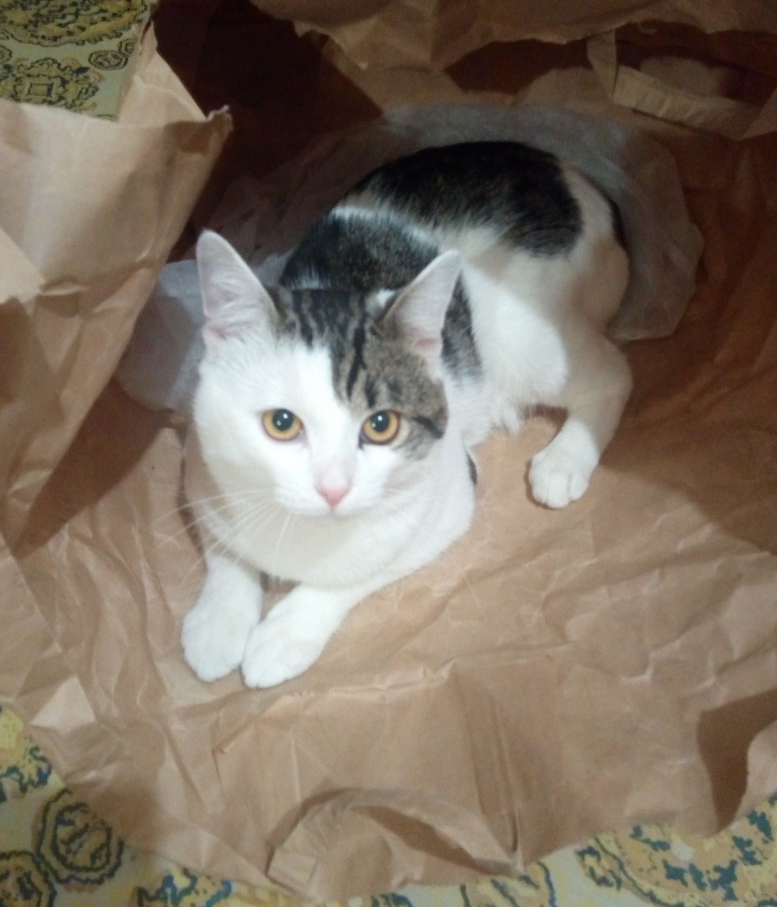 Jerry, but not a mouse :) - My, cat, Found a home, Animal Rescue, Pets, Catomafia, Longpost