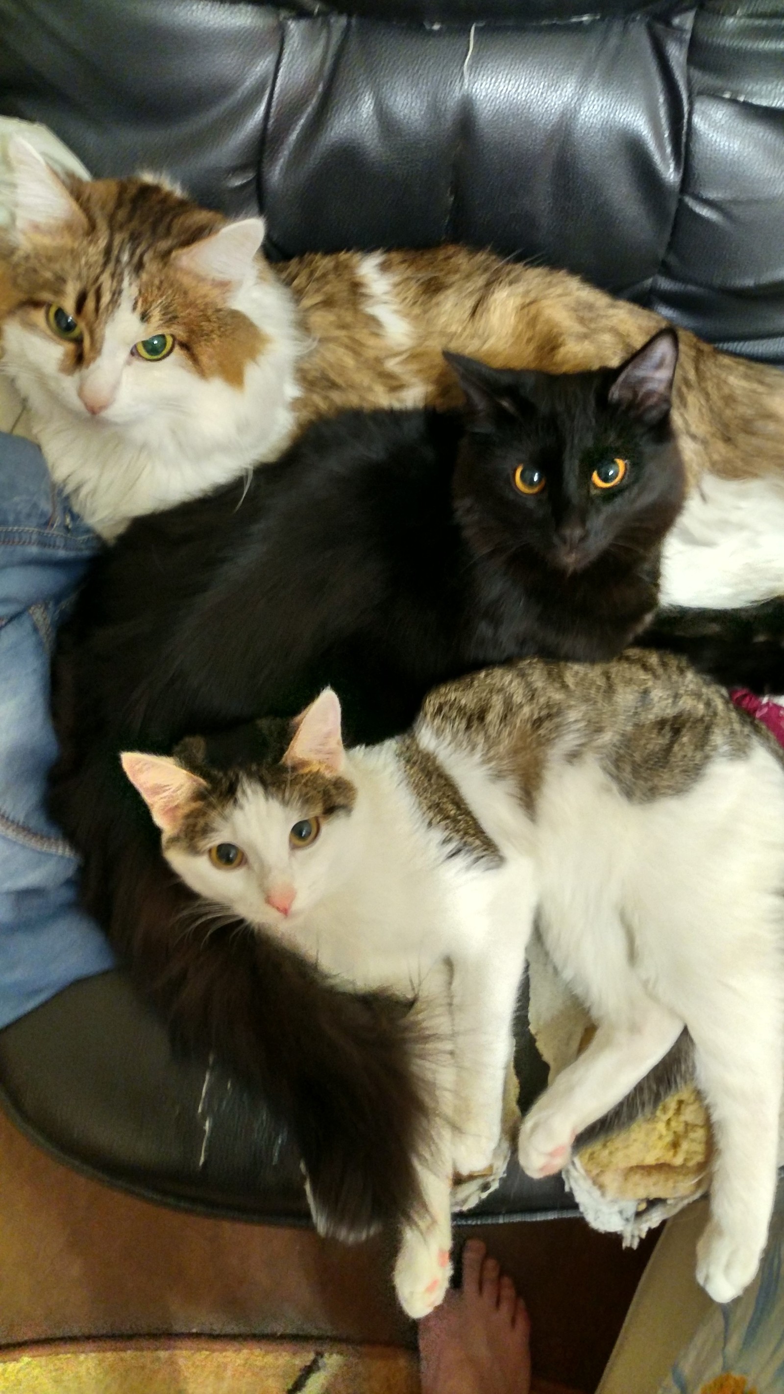 Catfamily - My, Catomafia, Fluffy, Longpost, cat