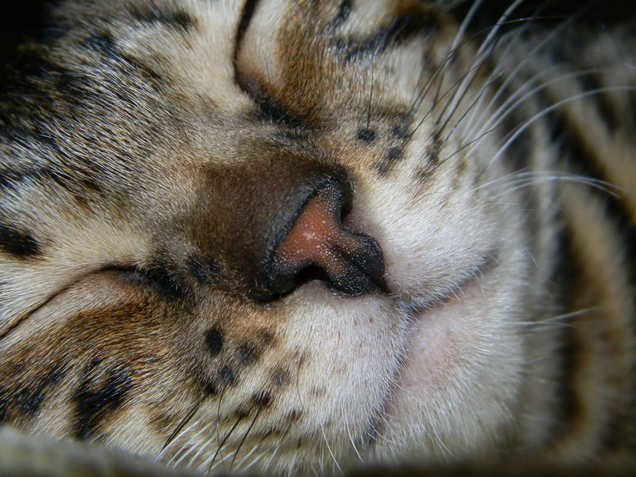 sweet noses - My, Catomafia, cat, Bengal cat, Milota, Longpost