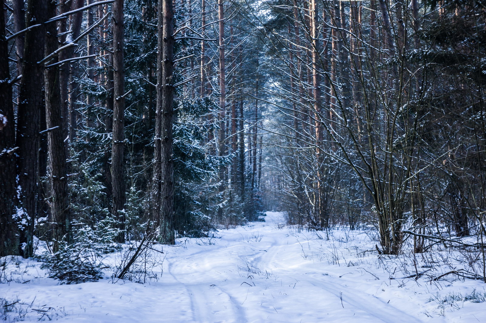 Forest path photo - My, Winter, Forest, Nature, Landscape, Snow, Cold