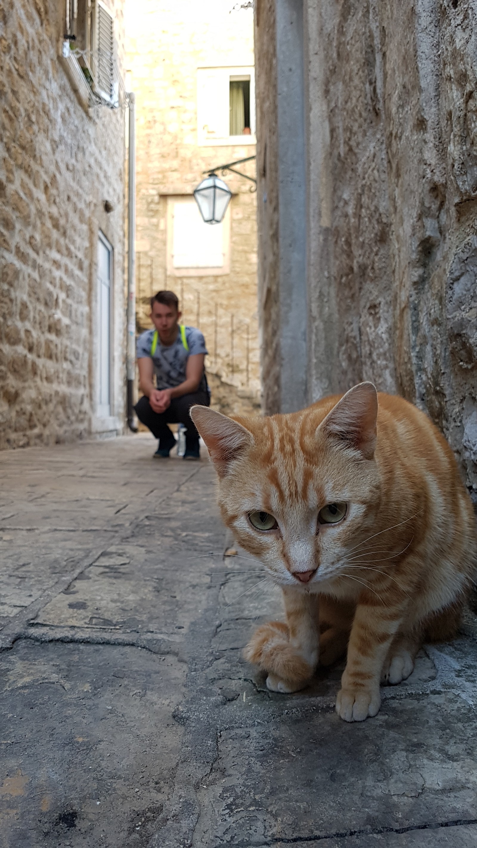 Montenegrin cats - My, cat, Travels, Montenegro, Animals, Longpost