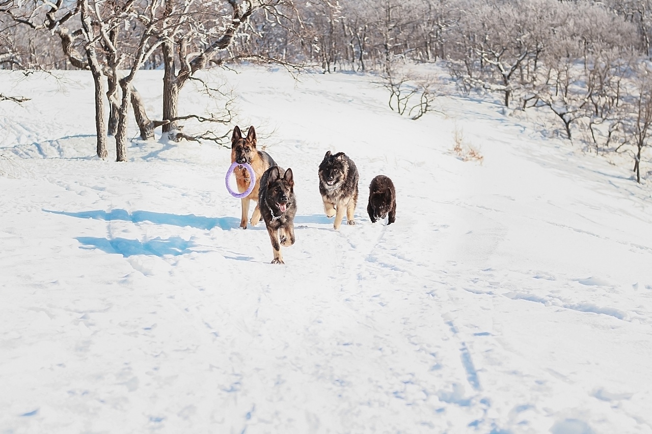 Sheepdog everyday life - German Shepherd, Dog, Longpost