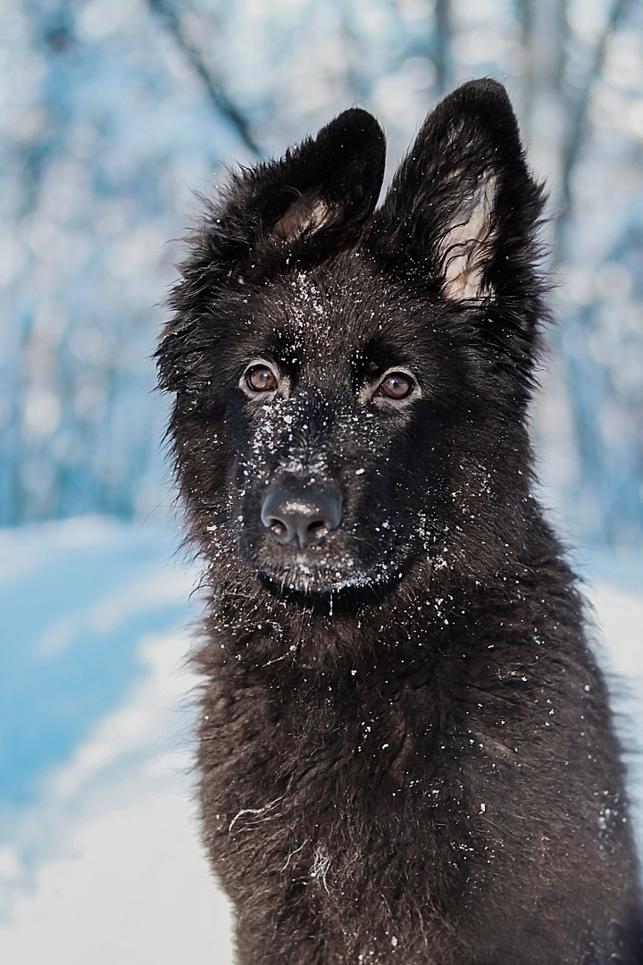 Sheepdog everyday life - German Shepherd, Dog, Longpost