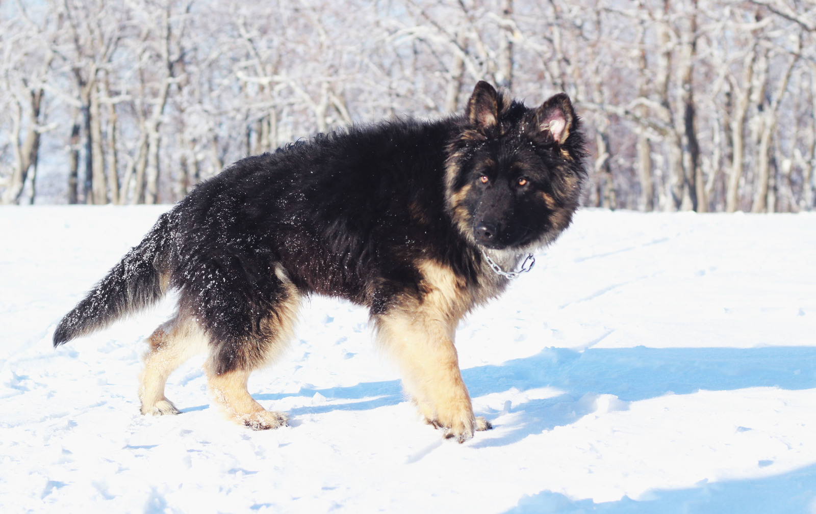 Sheepdog everyday life - German Shepherd, Dog, Longpost