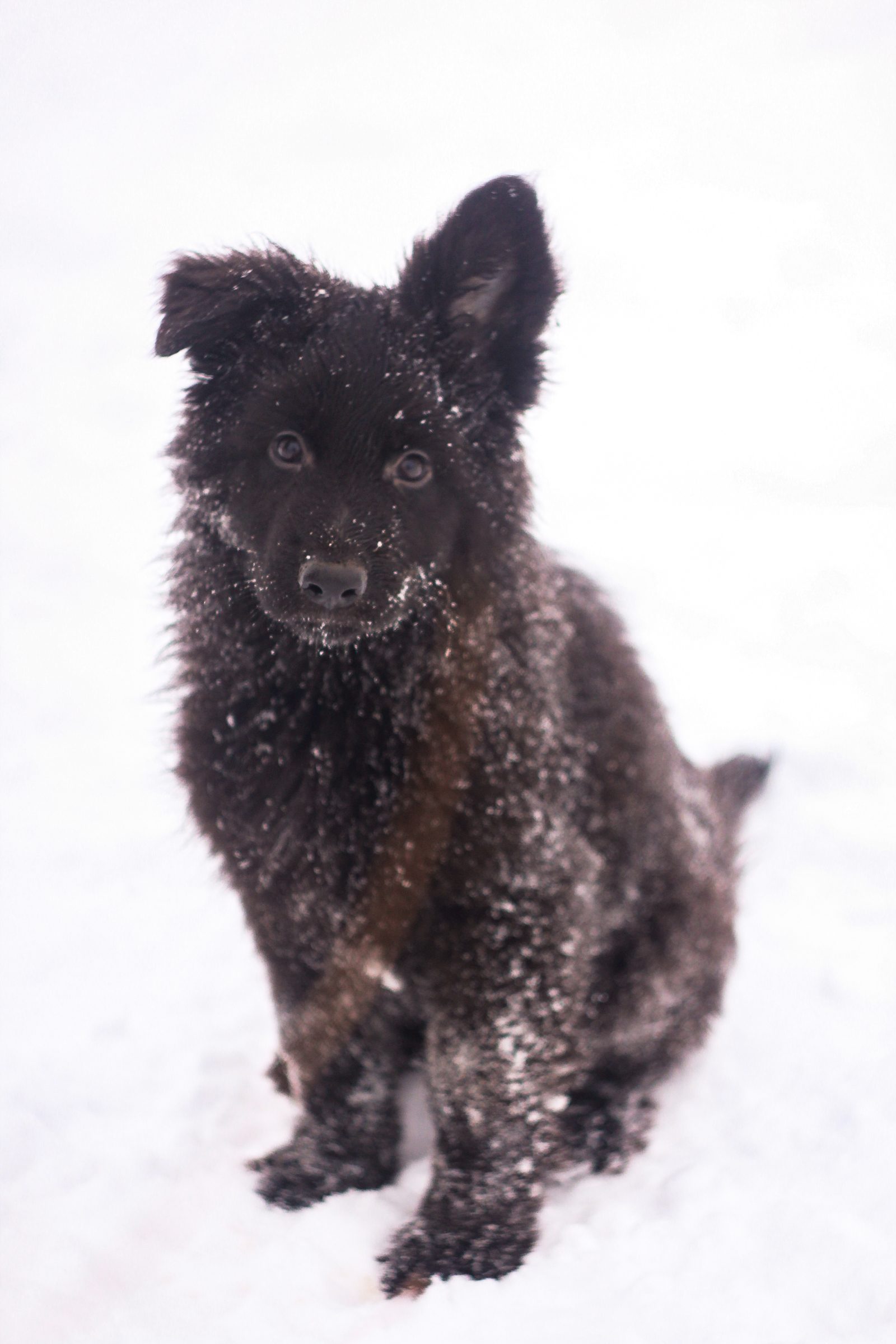 Sheepdog everyday life - German Shepherd, Dog, Longpost