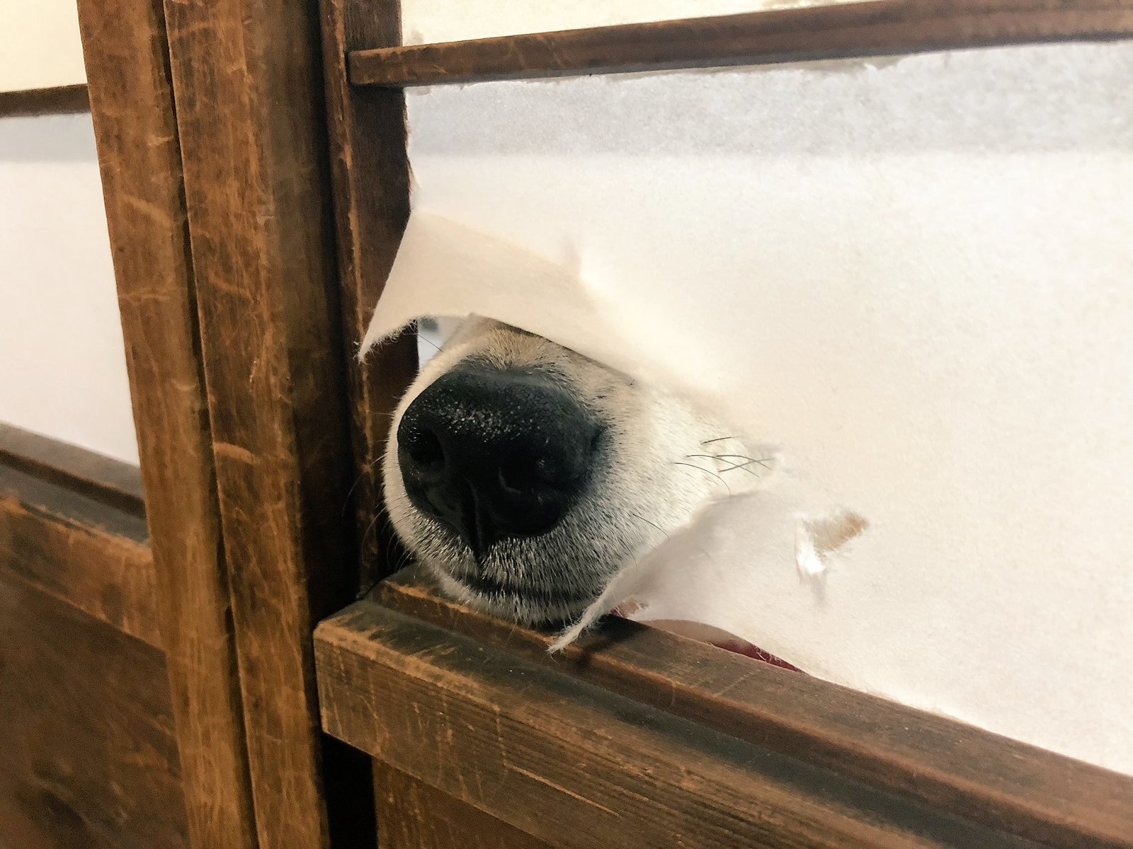 The Japanese style door was a bad idea - Dog, Door, Japanese style, Nose, Imgur