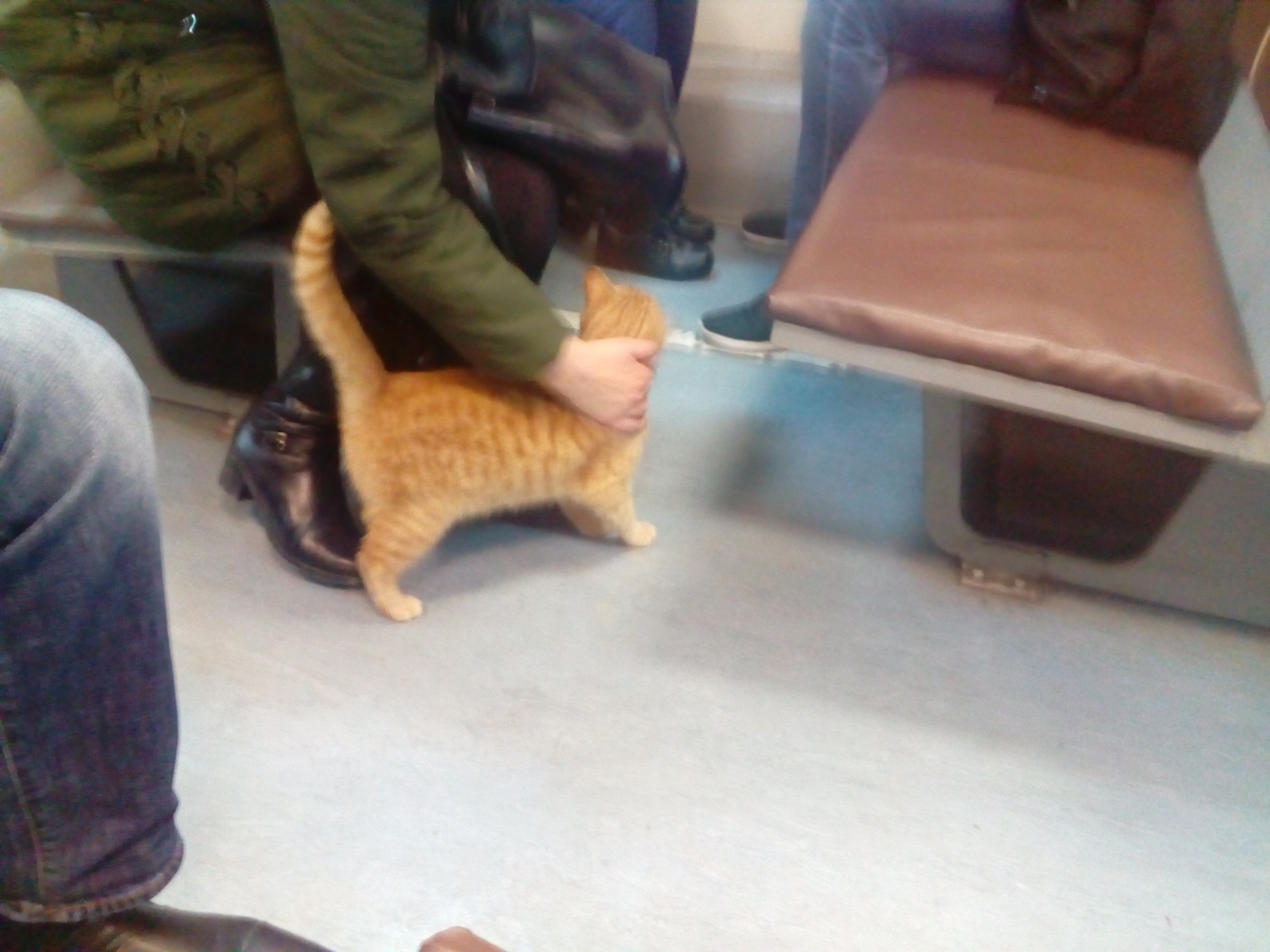 tailed traveler - cat, Train, Russian Railways, Catomafia, Humor, Krasnodar