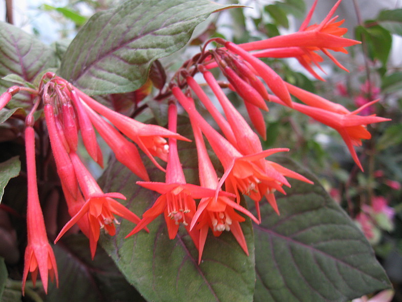 Return from oblivion - My, Fuchsia, Houseplants, Bloom, Longpost