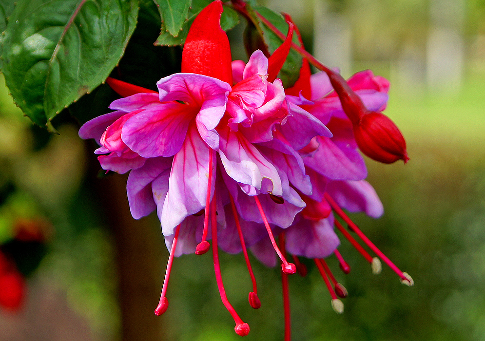 Return from oblivion - My, Fuchsia, Houseplants, Bloom, Longpost