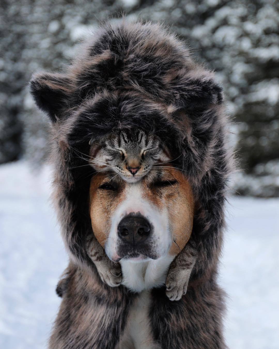 Friendship between cats and dogs exists - Dog, cat, Winter, friendship, Instagram, Longpost